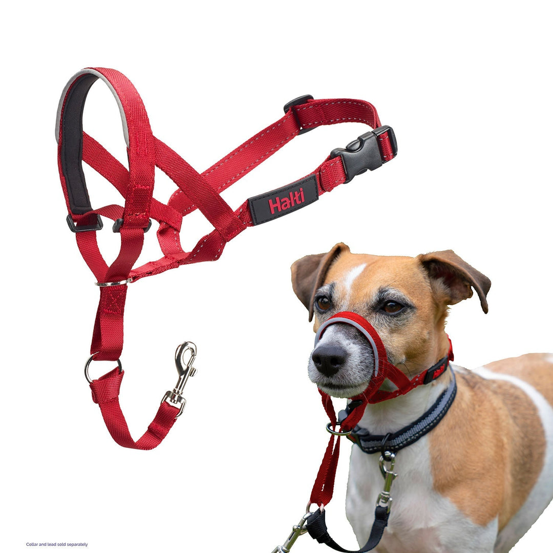 Halti Headcollar Dog Collar from Halti Riding Harness Stuff