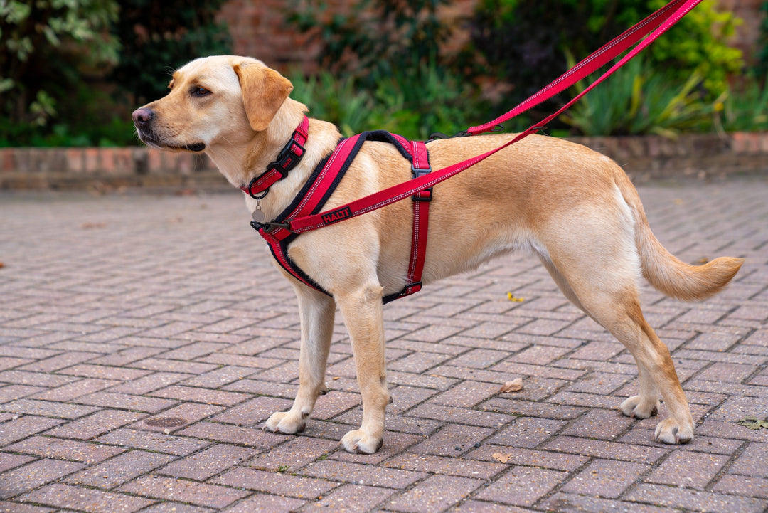 How to put halti harness on dog best sale