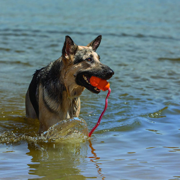 Kong Dog Toy Large Kong Aqua