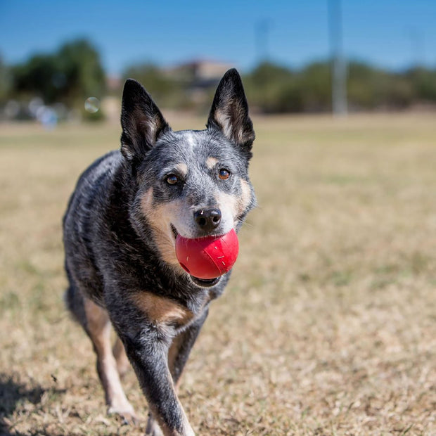 Kong Dog Toy Small Kong Ball