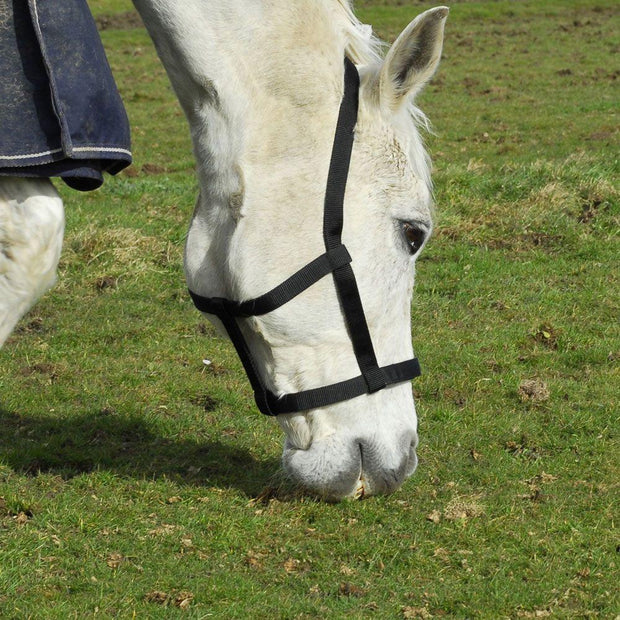 Rhinegold Headcollar Rhinegold (Metal Free) Field Safe Headcollar